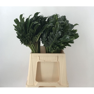 PHILODENDRON XANADU I