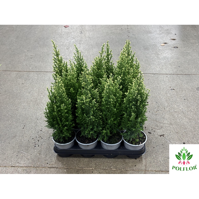 <h4>Chamaecyparis law. Ellwoodii Snoow 10Ø 45cm</h4>