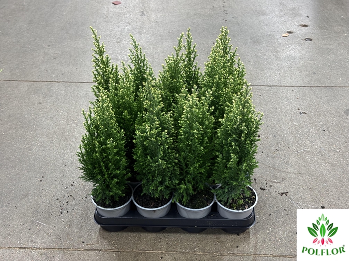 Chamaecyparis law. Ellwoodii Snoow 10Ø 45cm