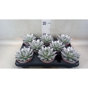 Echeveria  'Miranda'