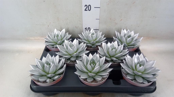 <h4>Echeveria 'Miranda'</h4>