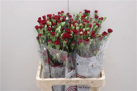 <h4>Di Tr Chateau</h4>