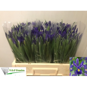 IRIS BLUE MAGIC