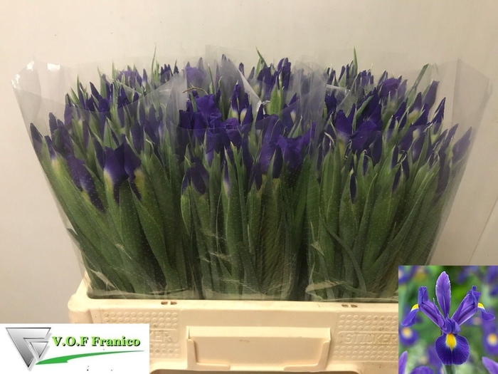 <h4>IRIS BLUE MAGIC</h4>