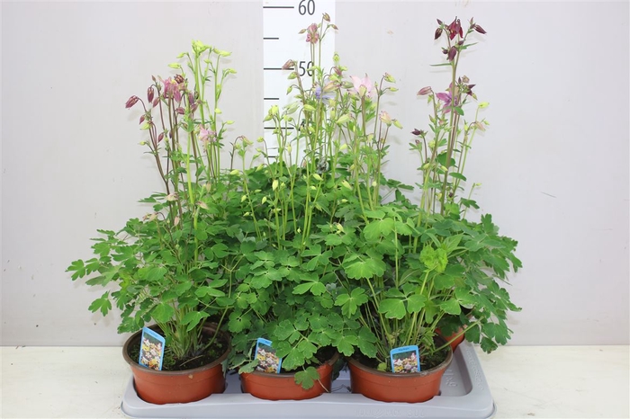 <h4>Aquilegia Biedermeier</h4>
