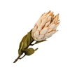 Protea Orange Dark
