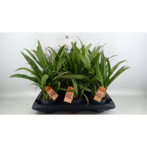 Aglaonema KB 'Cutlass'