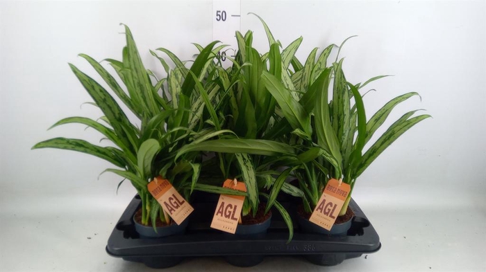 <h4>Aglaonema KB 'Cutlass'</h4>