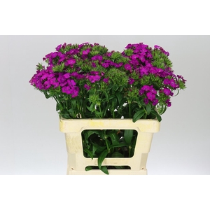 Di Barb Neon Purple
