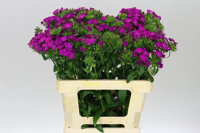 <h4>Di Barb Neon Purple</h4>