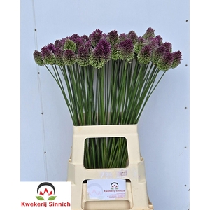 ALLIUM SPHAEROCEPHAL