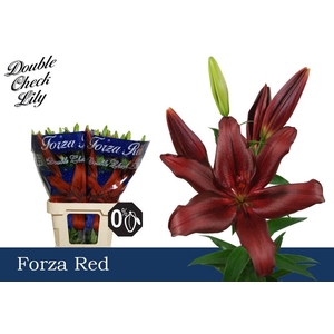 LI LA FORZA RED