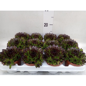 Sempervivum   ...