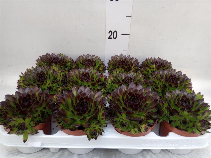 <h4>Sempervivum   ...</h4>