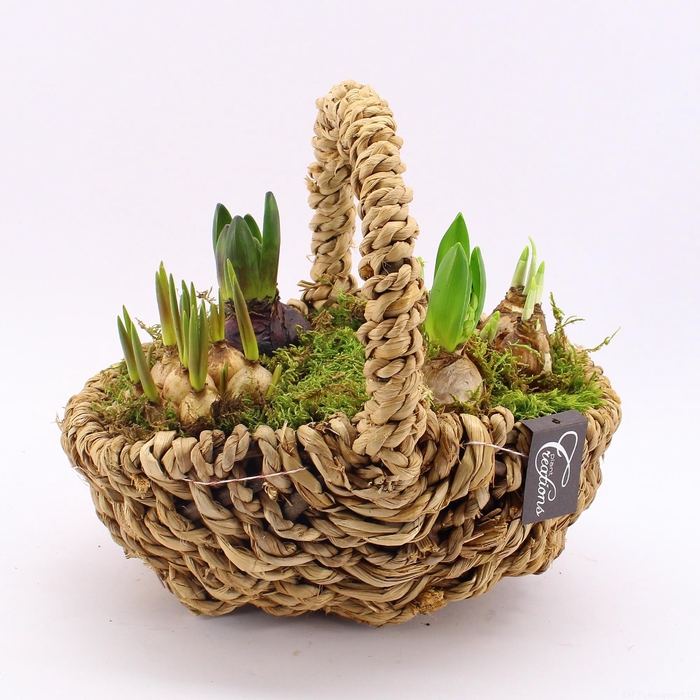 <h4>BLCR-2608 Bulbs creations</h4>