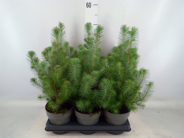 <h4>Pinus pinea 'Silver Crest'</h4>