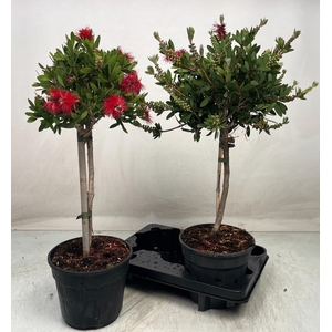 CALLISTEMON CITRINUS