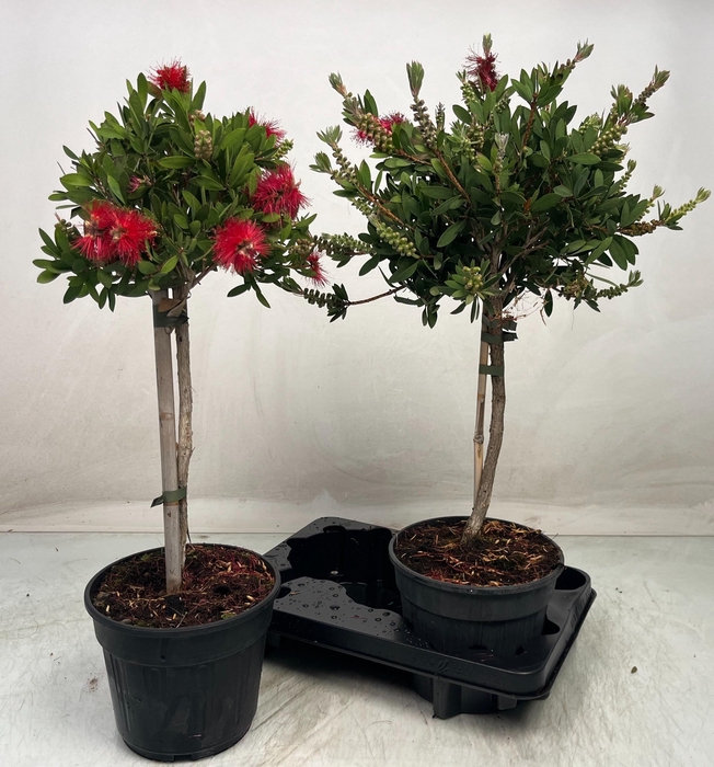 <h4>CALLISTEMON CITRINUS</h4>