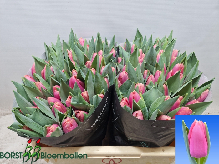 <h4>TU EN JETSTREAM</h4>