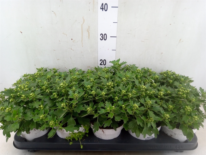<h4>Ajania pacifica 'Pacific White'</h4>