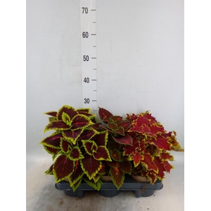 Plectranthus col.   ...mix