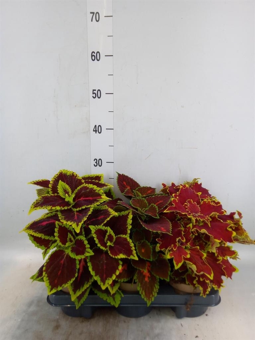 <h4>Plectranthus col.   ...mix</h4>