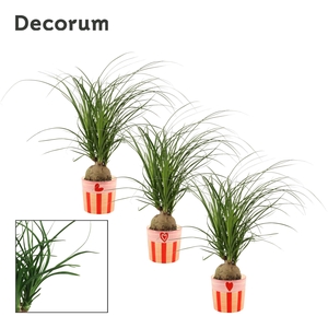 Beaucarnea Bol 12 cm in Romée (Sympathetic moods-collection)