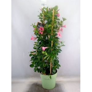 Mandevilla  'Sundavil Flaming Pink'
