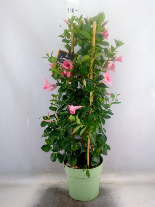 <h4>Mandevilla  'Sundavil Flaming Pink'</h4>