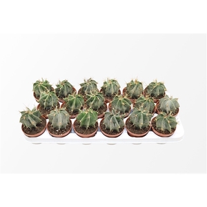 Astrophytum Ornatum