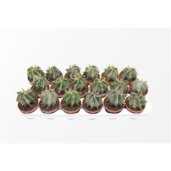 <h4>Astrophytum Ornatum</h4>