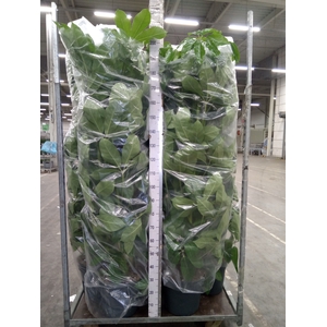 Schefflera actin. 'Amate'