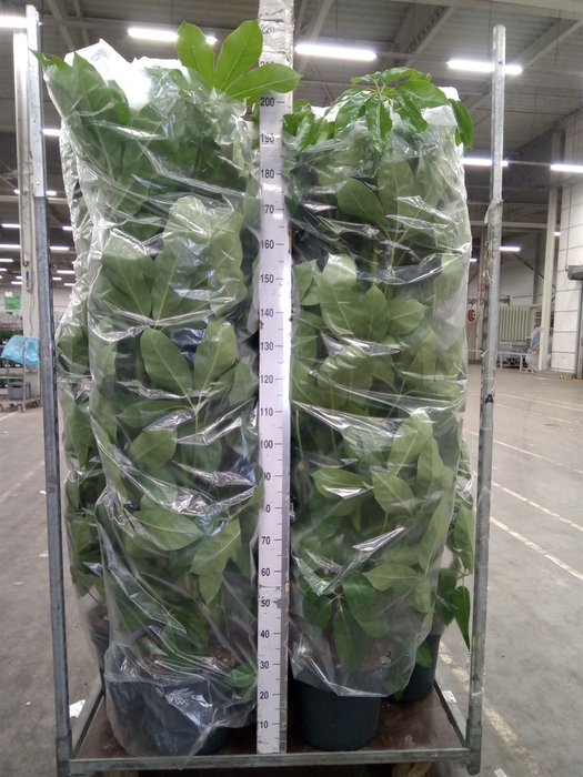 <h4>Schefflera actin. 'Amate'</h4>