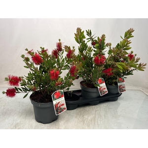 CALLISTEMON CITRINUS