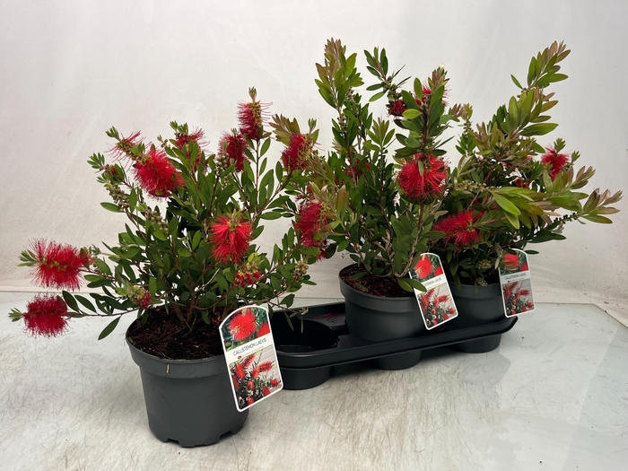 <h4>CALLISTEMON CITRINUS</h4>