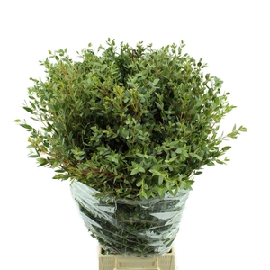 Parvifolia Lang