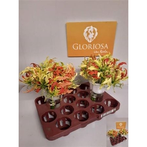 Gloriosa Gem