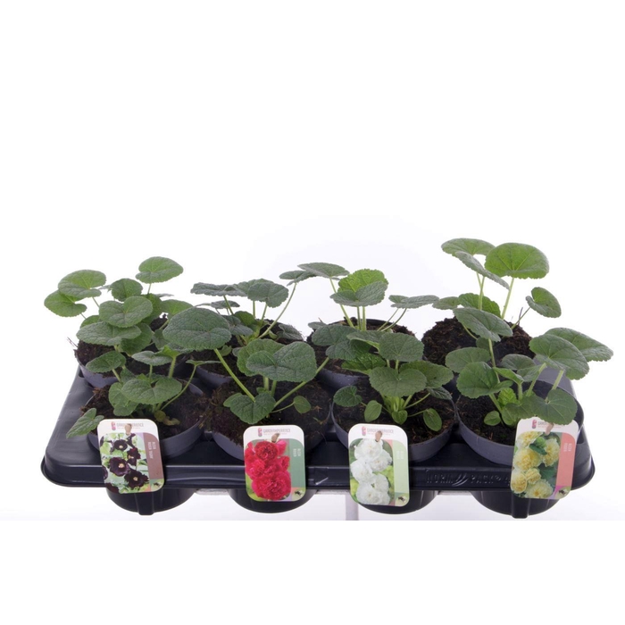 <h4>Alcea rosea Chart. Double Mix</h4>