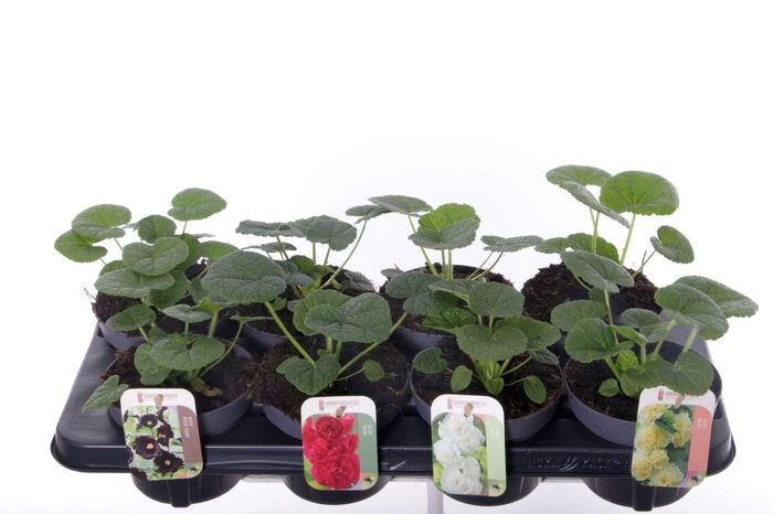 <h4>Alcea rosea Chart. Double Mix</h4>