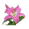 LIRIO TABLEDANCE 060 CM HT MIN 2 FLS PINK