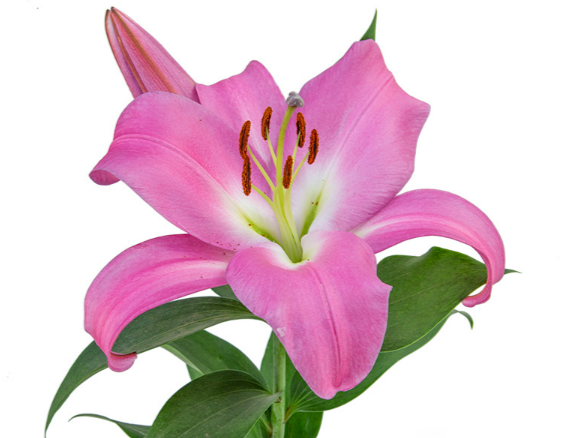 LIRIO TABLEDANCE 060 CM HT MIN 2 FLS PINK