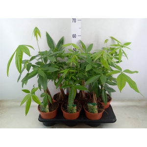 Pachira aquatica