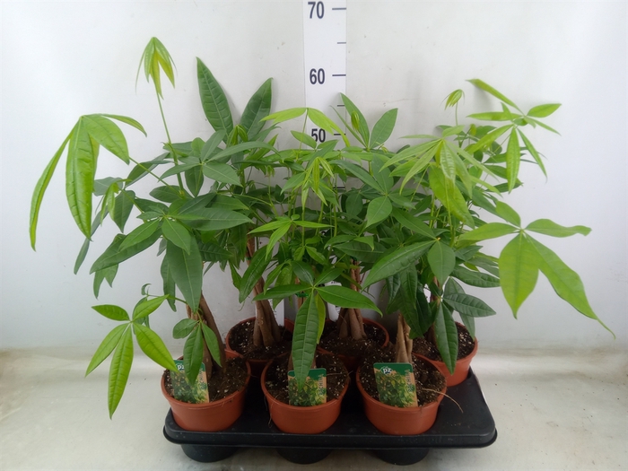 <h4>Pachira aquatica</h4>