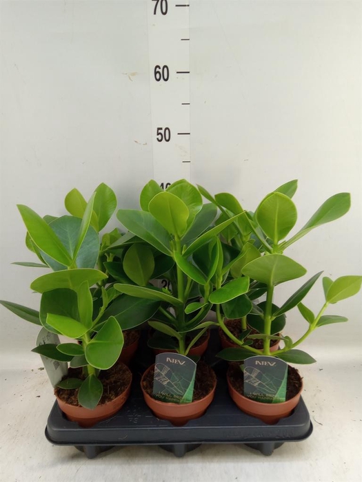 <h4>Clusia rosea 'Princess'</h4>