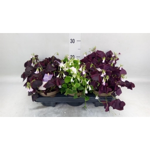 Oxalis   ...