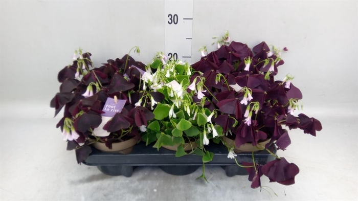 <h4>Oxalis   ...</h4>
