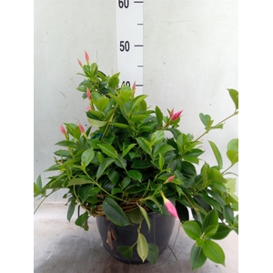 Mandevilla  'Diamantina Opal Fuchs'