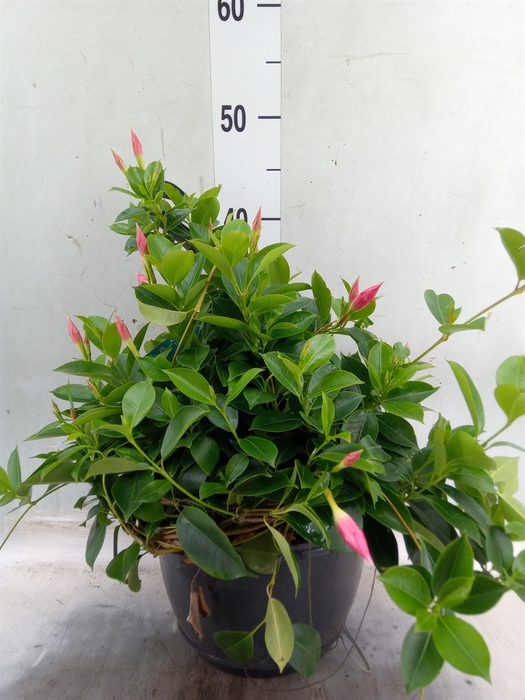 <h4>Mandevilla  'Diamantina Opal Fuchs'</h4>