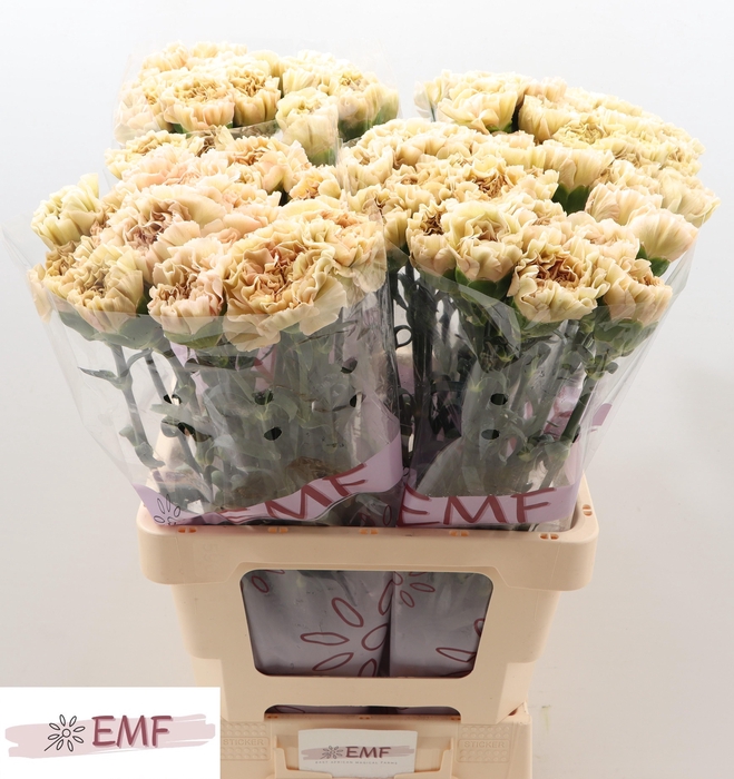 <h4>DI ST LEGE MARRONE</h4>