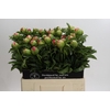 Paeonia Coral Sunset